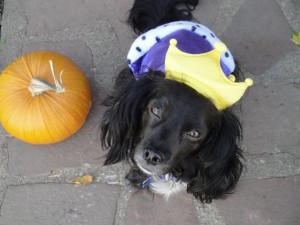 Princess Nellie the Dog with Pumpkin