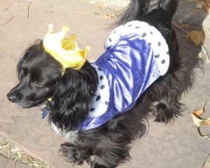 Nellie the Dog in a Princess Costume