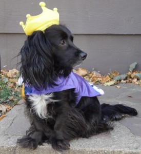 Nellie the Dog in a Princess Costume